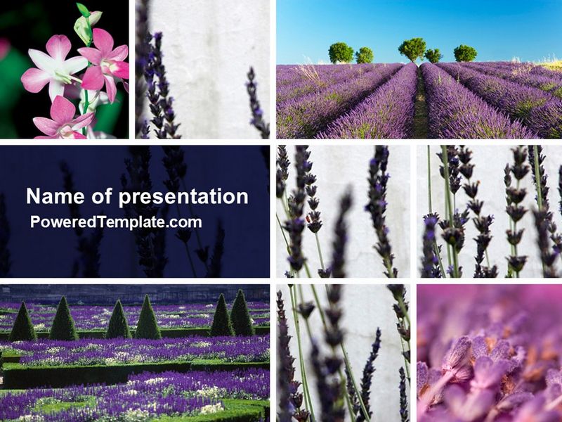 Lavender - Free Google Slides theme and PowerPoint template
