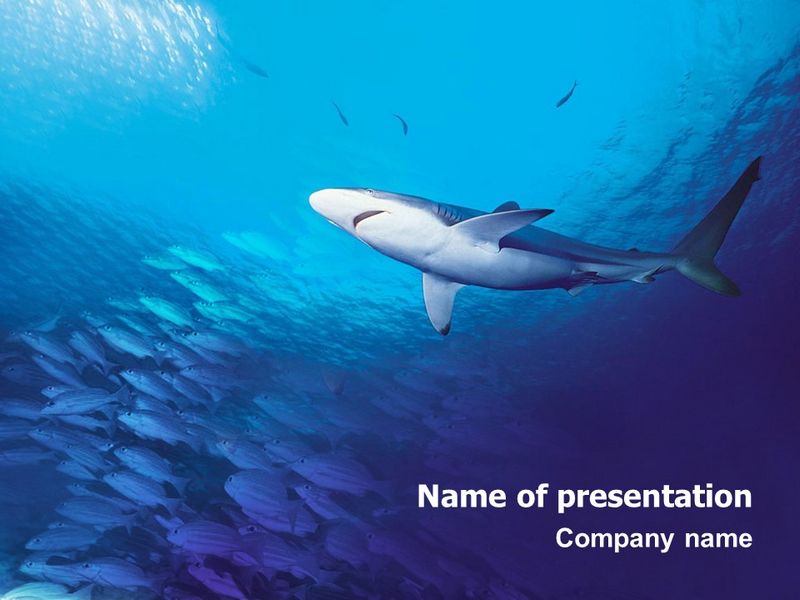 Ocean Wildlife - Free Google Slides theme and PowerPoint template
