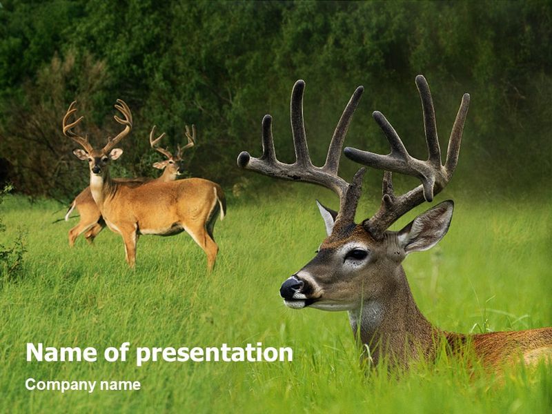 Deer - Free Google Slides theme and PowerPoint template
