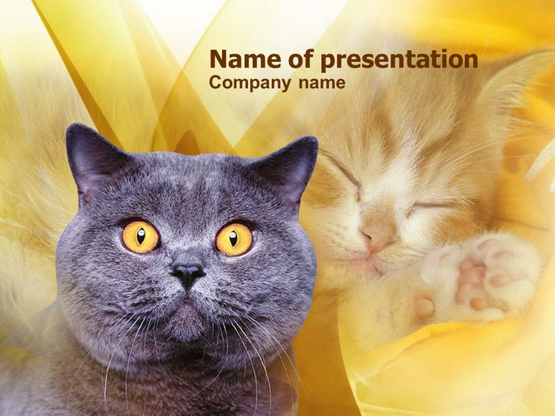Blue Cat - Free Google Slides theme and PowerPoint template
