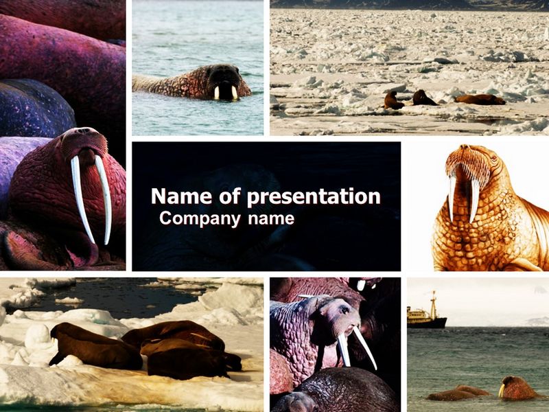 Walrus Free - Free Google Slides theme and PowerPoint template
