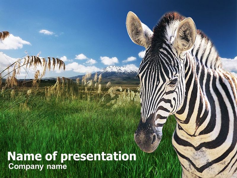 Zebra On A Green Savanna - Free Google Slides theme and PowerPoint template
