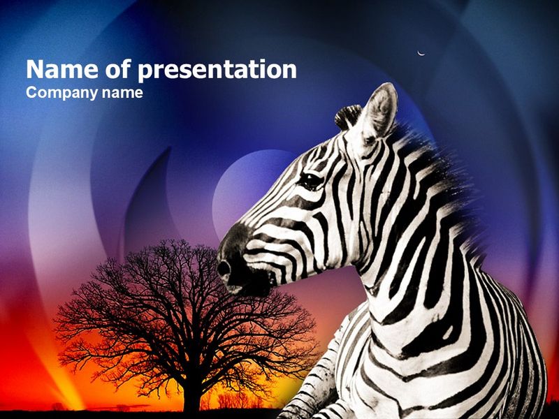 Zebra In Sunset Free - Free Google Slides theme and PowerPoint template
