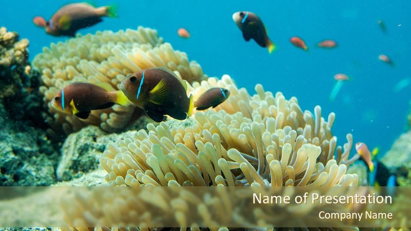 Underwater Photo of Coral Reef - Free Google Slides theme and PowerPoint template
