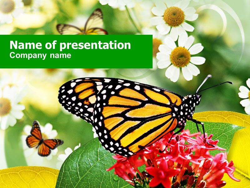Machaon Butterfly - Free Google Slides theme and PowerPoint template
