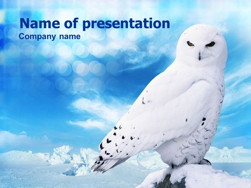 White Owl - Free Google Slides theme and PowerPoint template
