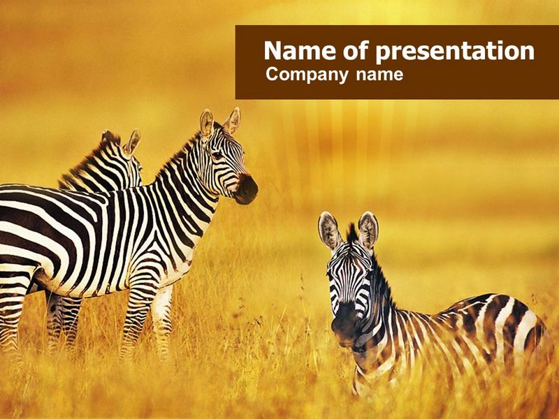Zebra In Yellow Savannah - Free Google Slides theme and PowerPoint template
