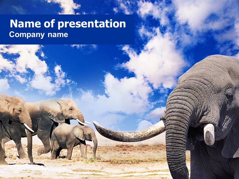 Elephants - Free Google Slides theme and PowerPoint template
