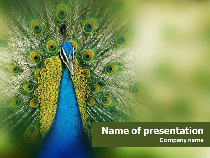 Peacock - Free Google Slides theme and PowerPoint template
