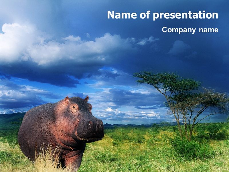 Hippopotamus - Free Google Slides theme and PowerPoint template
