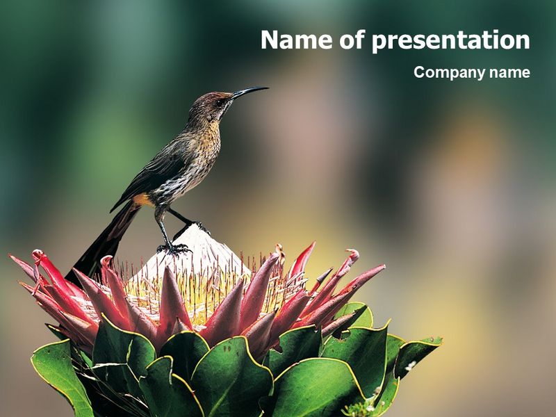 Cape Sugarbird - Free Google Slides theme and PowerPoint template
