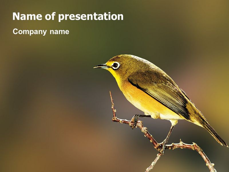 Bird - Free Google Slides theme and PowerPoint template
