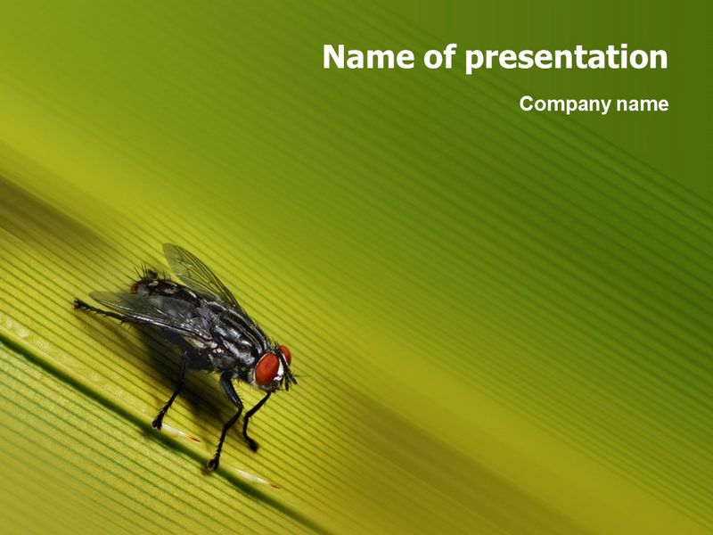 Sitting Fly - Free Google Slides theme and PowerPoint template
