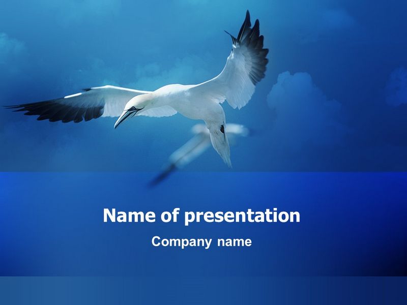 Albatross - Free Google Slides theme and PowerPoint template
