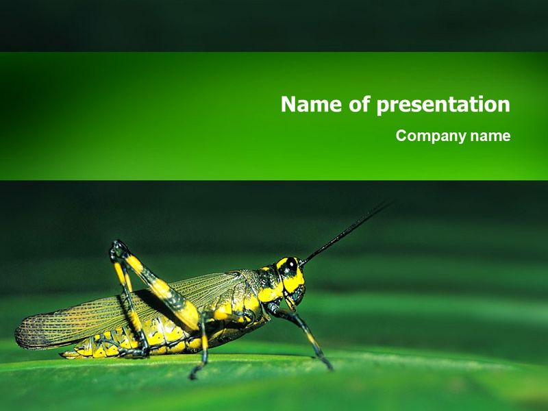 Grasshopper - Free Google Slides theme and PowerPoint template
