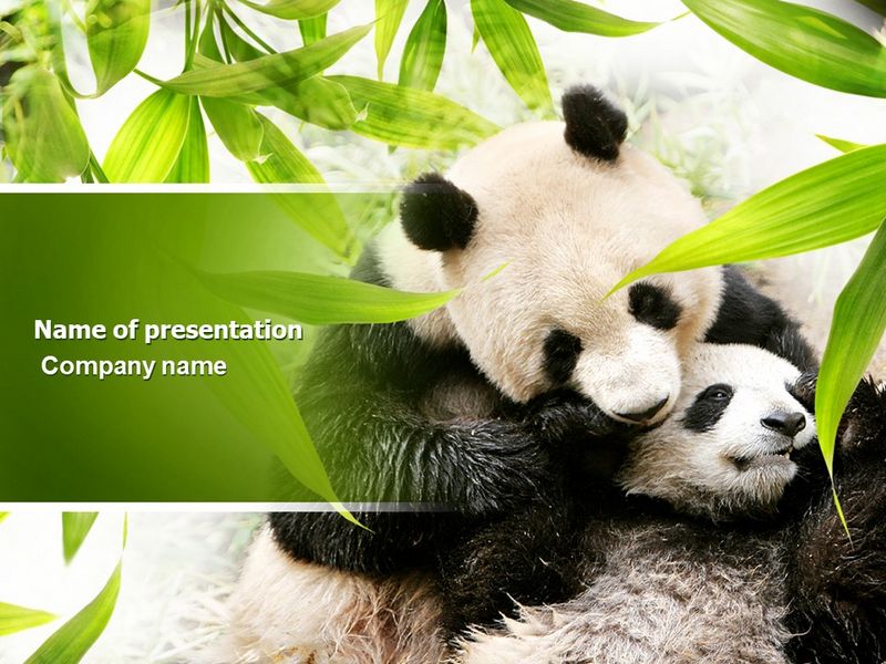 Panda - Free Google Slides theme and PowerPoint template
