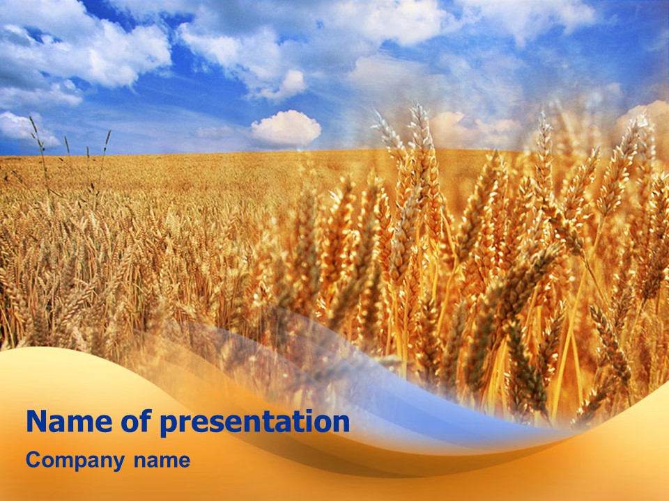 Wheat Field PowerPoint Template and Google Slides Theme

