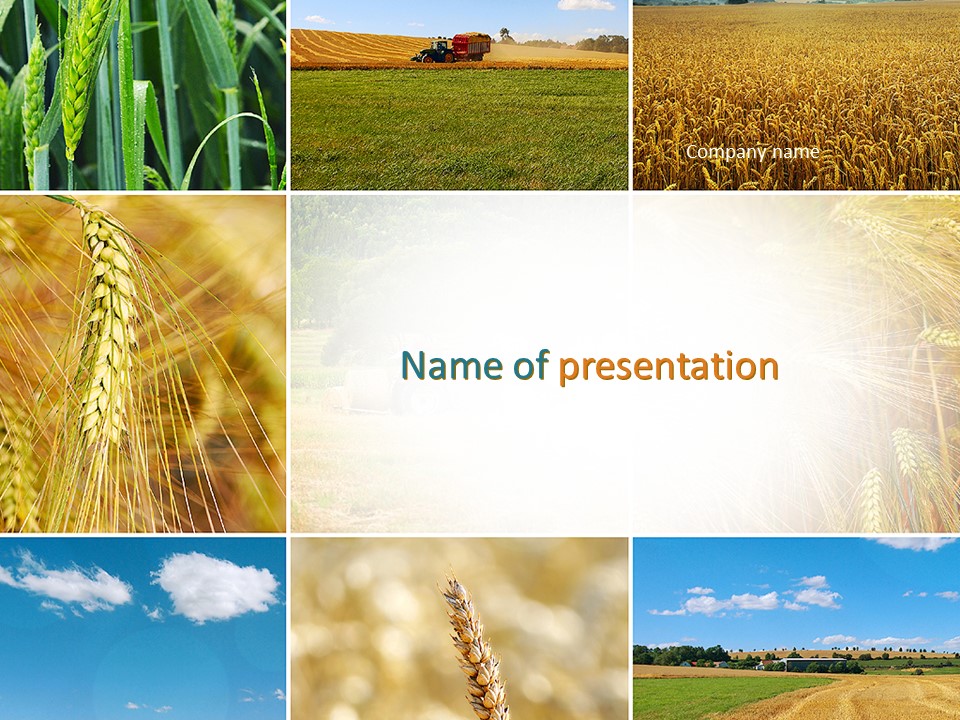 Wheat Cultivation PowerPoint Template and Google Slides Theme
