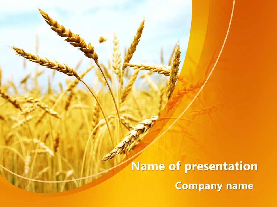 Golden Ear Of The Wheat PowerPoint Template and Google Slides Theme
