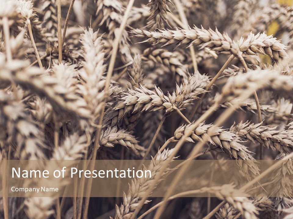 Ears of Rye on Field presentation - Free Google Slides theme and PowerPoint template
