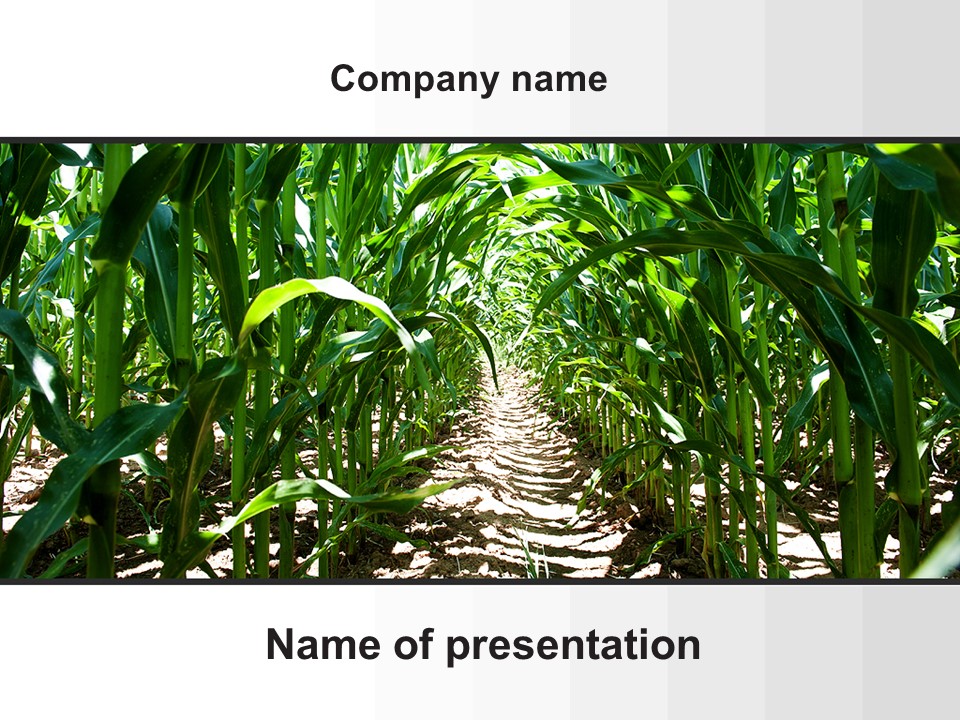 Corn Field - Free Google Slides theme and PowerPoint template
