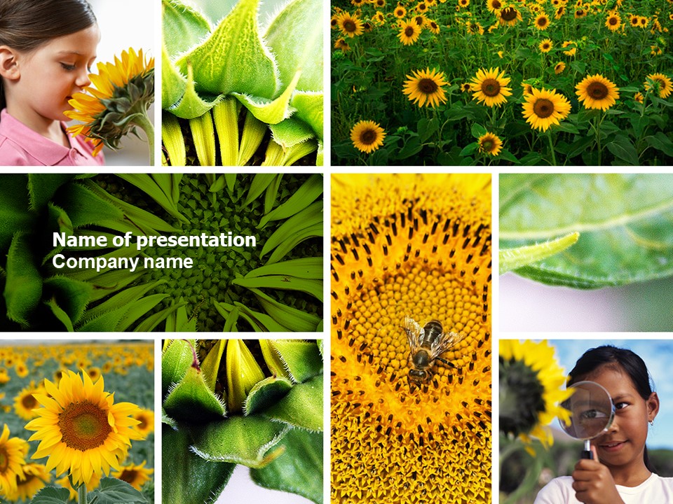 Sunflower Collage - Free Google Slides theme and PowerPoint template
