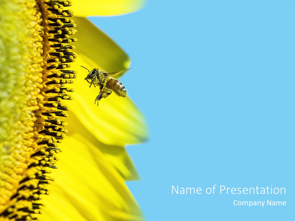 Bee Flies to Sunflower - Free Google Slides theme and PowerPoint template
