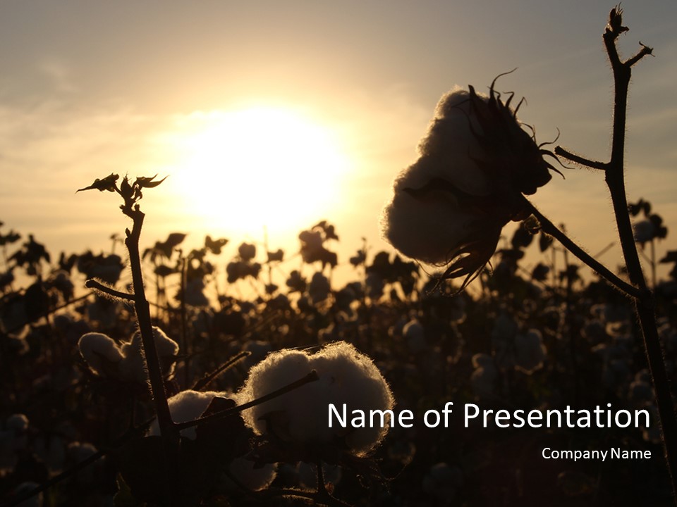 Sunrise Over a Cotton Field - Free Google Slides theme and PowerPoint template

