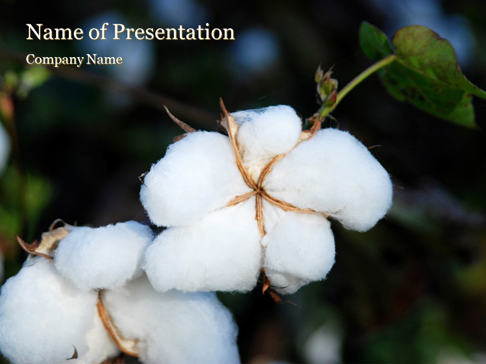 Closeup of Ripe Cotton Plant - Free Google Slides theme and PowerPoint template

