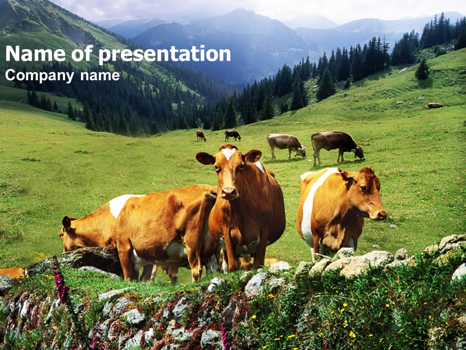 Cows on the Meadow - Free Google Slides theme and PowerPoint template
