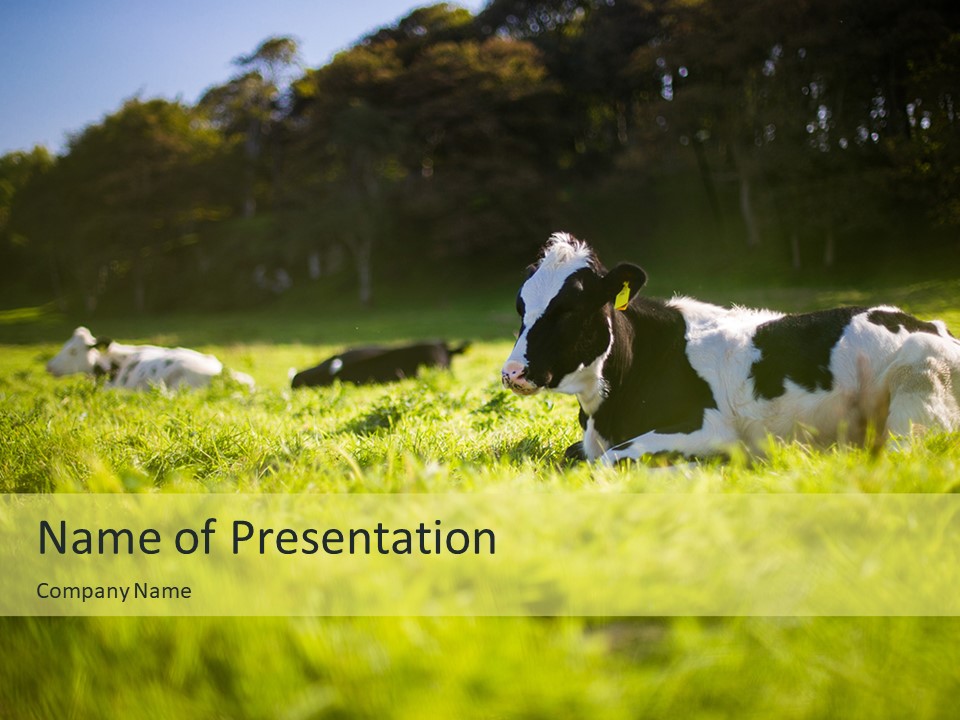 A Glorious Cow on a Green Field - Google Slides theme and PowerPoint template
