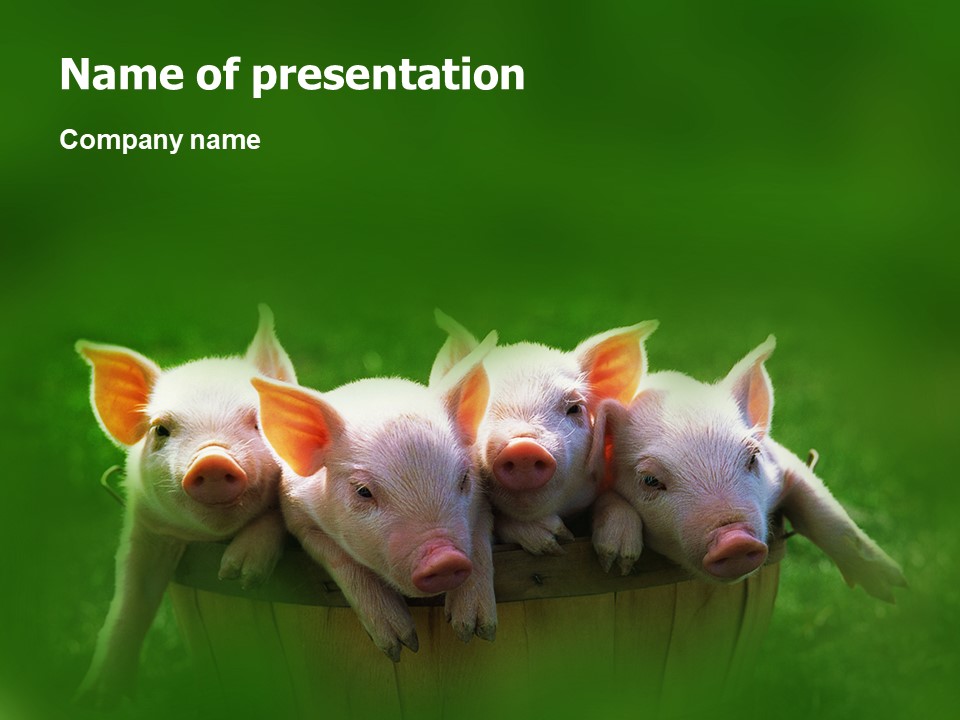 Pig PowerPoint Template and Google Slides Theme
