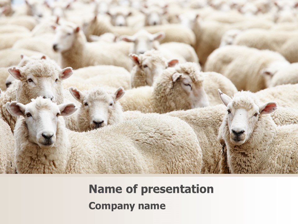Sheep Flock PowerPoint Template and Google Slides Theme
