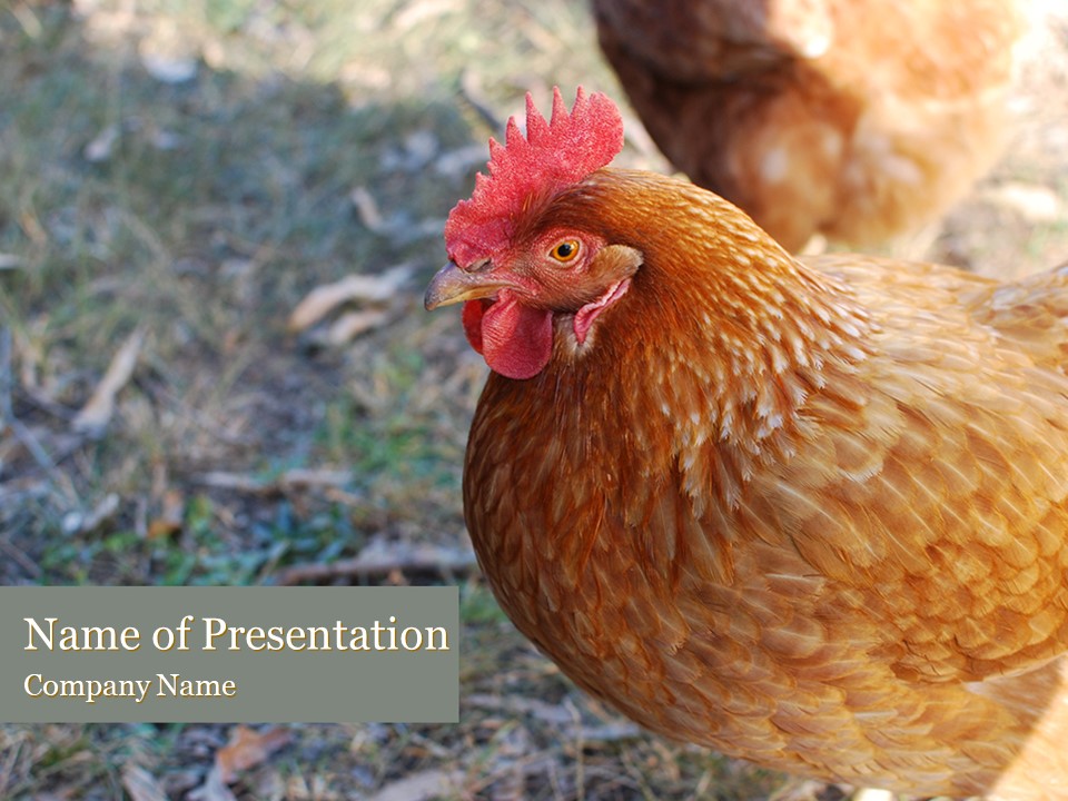 A Hen - Free Google Slides theme and PowerPoint template
