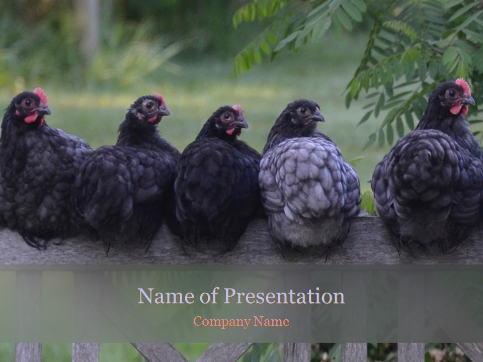 Several Hens are Sitting on Fence - Free Google Slides theme and PowerPoint template
