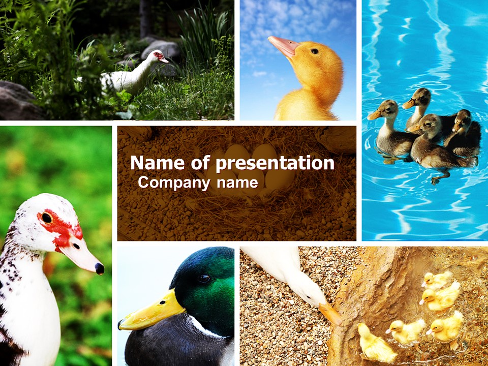 Duck - Free Google Slides theme and PowerPoint template
