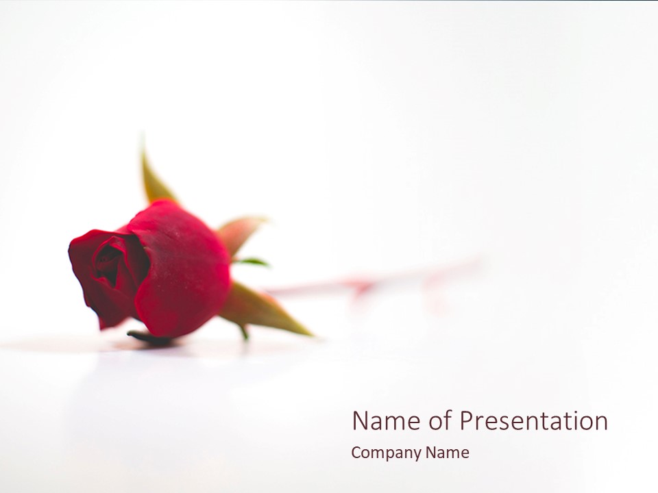 Beautiful Red Rose Flower Isolated on White Background - Free Google Slides theme and PowerPoint template

