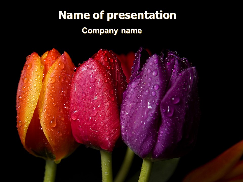 Colorful Tulips PowerPoint Template and Google Slides Theme
