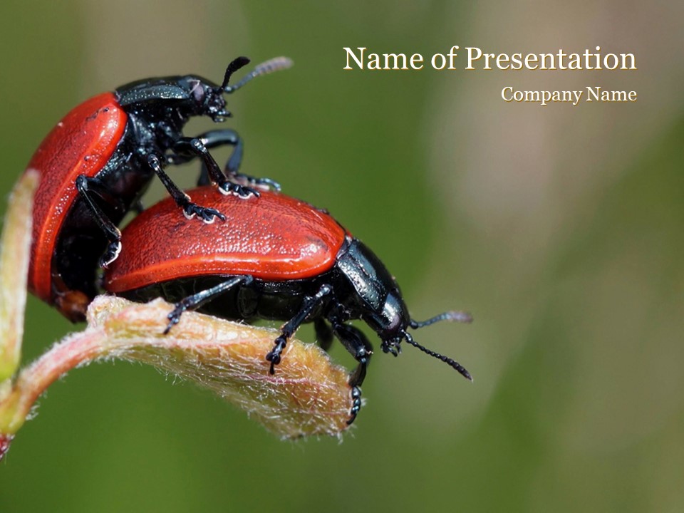 Two Ladybugs - Free Google Slides theme and PowerPoint template
