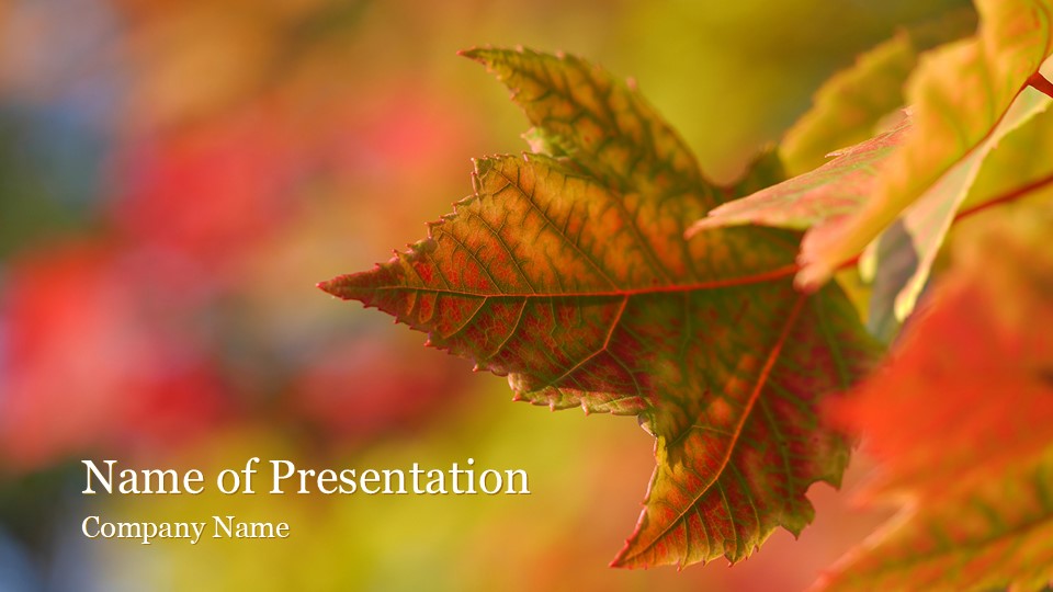 Autumn Maple Leaves - Free Google Slides theme and PowerPoint template
