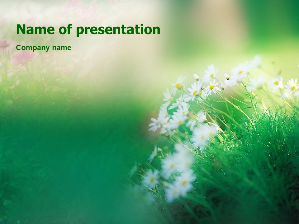 Spring Chamomiles - Free Google Slides theme and PowerPoint template
