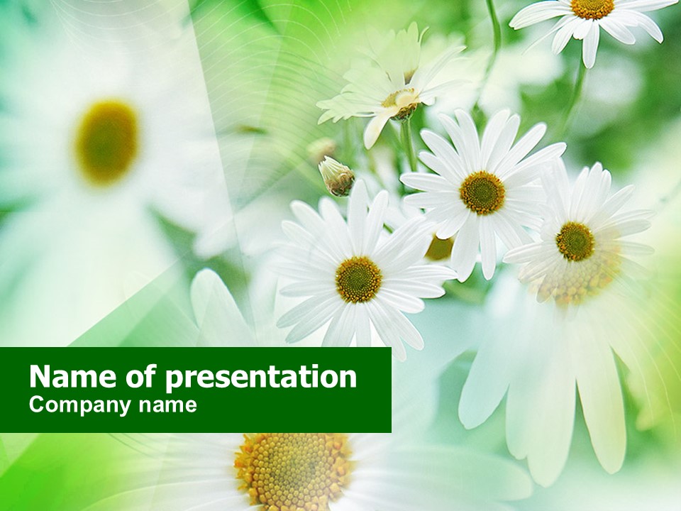 Daisies - Free Google Slides theme and PowerPoint template
