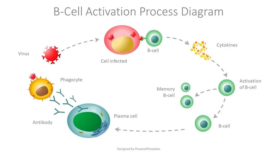 B-Cell Activation Process Diagram - Free Google Slides theme and PowerPoint template
